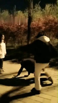 图片[3]_【红杉】户外玩狗 bf11049_HD绳艺资源