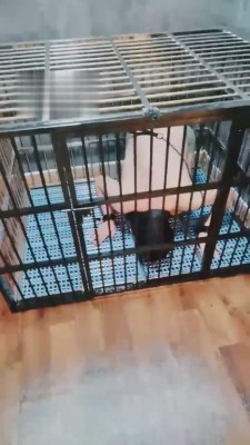 【小律】应聘私奴的贱狗 bf1215_HD绳艺资源