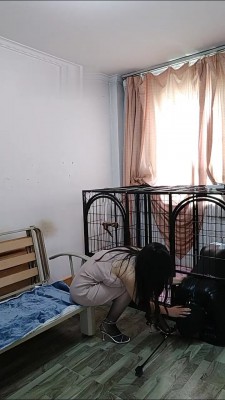 【榕s】首调狗笼驯化 bf16186_HD绳艺资源