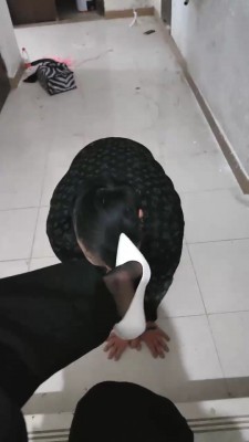 图片[3]_【丫丫啊】下班路上遇到bt bf20720_HD绳艺资源