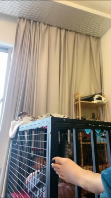 图片[3]_【一嬛】狗笼圈养生活 JS230210_HD绳艺资源