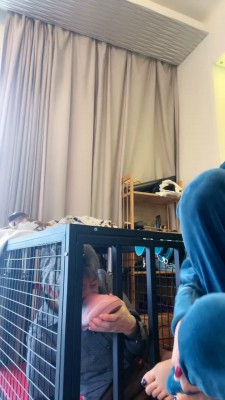 图片[5]_【一嬛】狗笼圈养生活 JS230210_HD绳艺资源