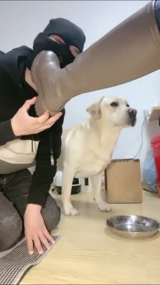 图片[4]_【小布丁S】人不如狗系列（二） bf25070_HD绳艺资源