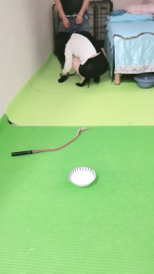 【美容院S】狗笼圈养手铐绳艺技巧跪求圣水/转胯爬行 JS23051203_HD绳艺资源