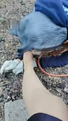 图片[3]_【魔鬼天使】户外犬化遛狗爬行【完整版】_HD绳艺资源