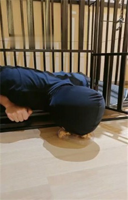 图片[5]_【稚惜】桌底伺候主人就餐-恋足舔-狗笼喂食_HD绳艺资源