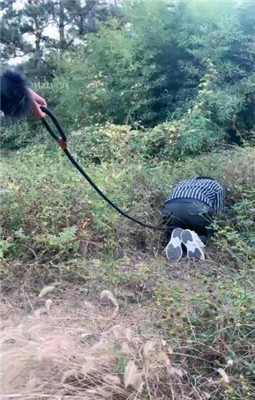 图片[8]_【佳琳】户外犬化-吃野草-遛狗转胯-舔泥巴脏鞋底_HD绳艺资源