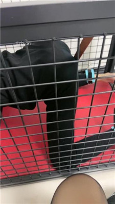 图片[7]_【狠欣然】圈养犬化虐待情侣奴【中】_HD绳艺资源