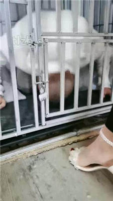 【大美】狗笼圈养-喂食晨尿泡面_HD绳艺资源