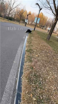 图片[15]_【辣姐】周末公园长靴S遛狗_HD绳艺资源