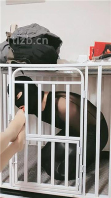 图片[2]_【兰芯大人】狗笼囚禁艺术舔脚_HD绳艺资源