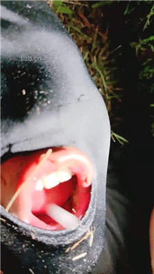 图片[10]_【小软】深夜户外遛狗-舔脏鞋白袜_HD绳艺资源