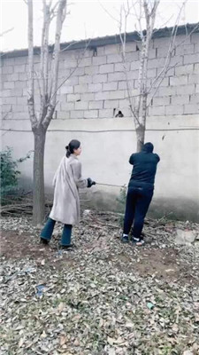 图片[5]_【沅芷大人】吊绑树上鞭子狂抽_HD绳艺资源