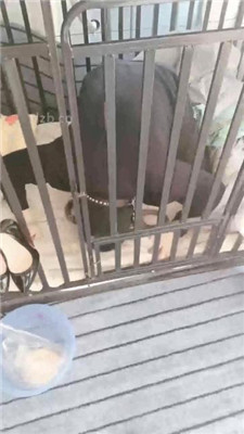 图片[3]_【bibi团】狗笼圈养囚禁/人体鞋架/伺候沐足_HD绳艺资源