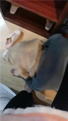 图片[4]_【晓安】骑狗脖/转胯/裸足恋足舔_HD绳艺资源