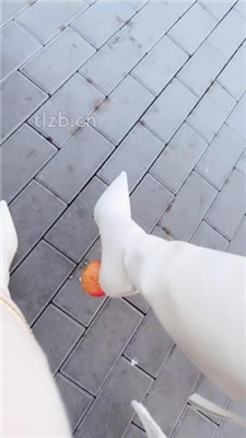 图片[10]_【苒溪】公园开发相亲男做狗_HD绳艺资源