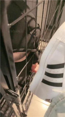 图片[4]_【小雅老师】狗笼圈养犬化绿帽前任【上】_HD绳艺资源