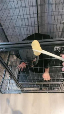 图片[6]_【小雅老师】狗笼圈养犬化绿帽前任【上】_HD绳艺资源