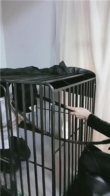 图片[3]_【冰绳艺导师】皮衣绳艺导师-五花大绑囚禁狗笼/袜子塞嘴_HD绳艺资源