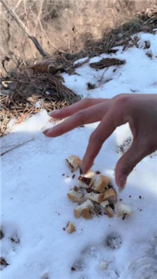 图片[13]_【苒溪】带狗爬山-喂食香肠/清理泥巴脏鞋底/舔雪吃/骑马_HD绳艺资源