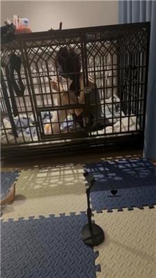 【喵酱紫】沉浸式踩脸/囚禁狗笼 bf43290_HD绳艺资源