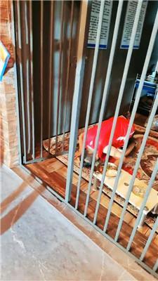 【圈养基地】多名学生放假圈养狗老师 bf43351_HD绳艺资源