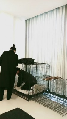 【天韵女皇】狗笼圈养犬化 JS241123-31_HD绳艺资源