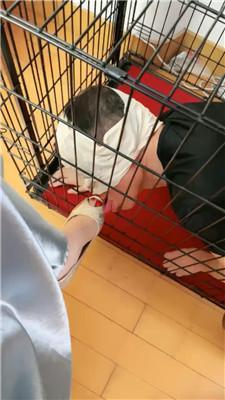 【魔鬼天使】关狗笼/丝巾全包窒息 JS241128-46_HD绳艺资源