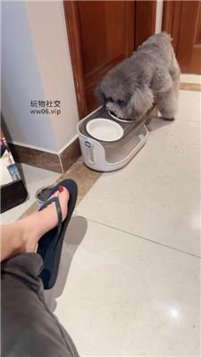 【沅芷大人】脏夹拖碾压踩狗头 JS250124-16_HD绳艺资源