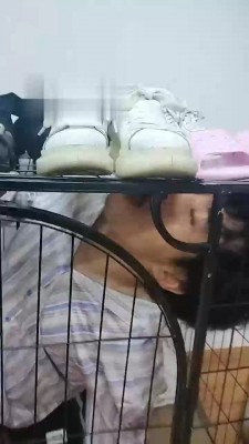 【小猫咪】关在狗笼里的废物狗【双视角】JS22090301