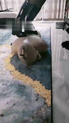 【内蒙一一】丝袜捆绑木乃伊狗 bf17769