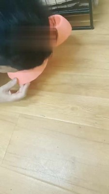 【套路狗哥&小猫咪S】生活化调教（双视角） bf17947