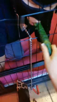 【傲雪】废物绿帽香水羞辱 bf21745