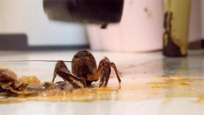 【婧児小主】晓G全语言GTS Crush双靴虐杀小奴隶们戏谑嘲笑把龙虾踩成肉酱 YC-220523-7