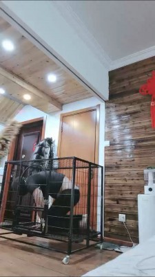 【梦晨】狗笼圈养虐待生活【双视角版】 bf22909